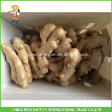 Preço mais recente para a China Fresh Ginger 200g em caixa de 8kg / 10kg PVC